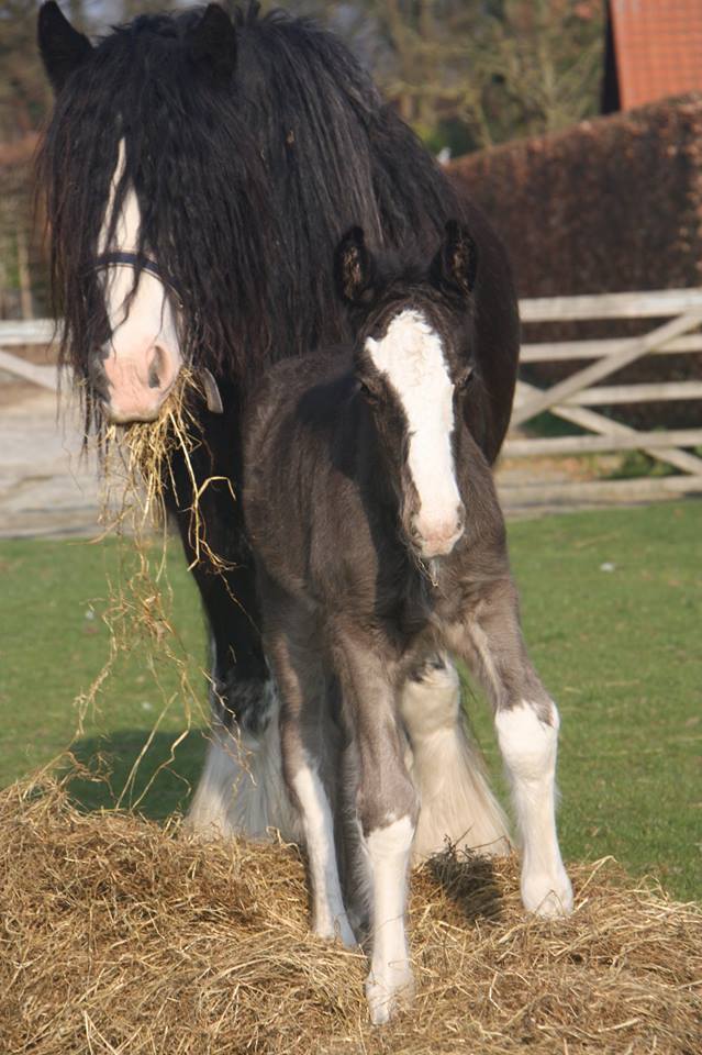 10533345_695137497221778_585911694_n